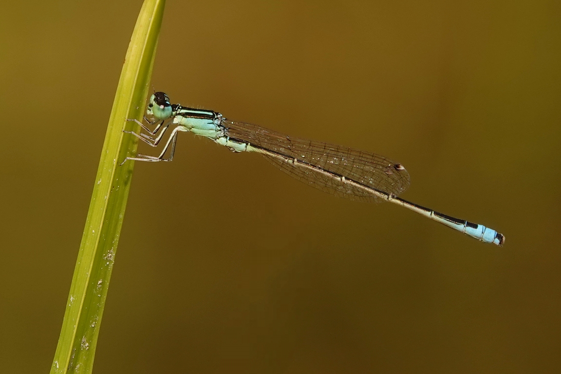 Kleine Pechlibelle