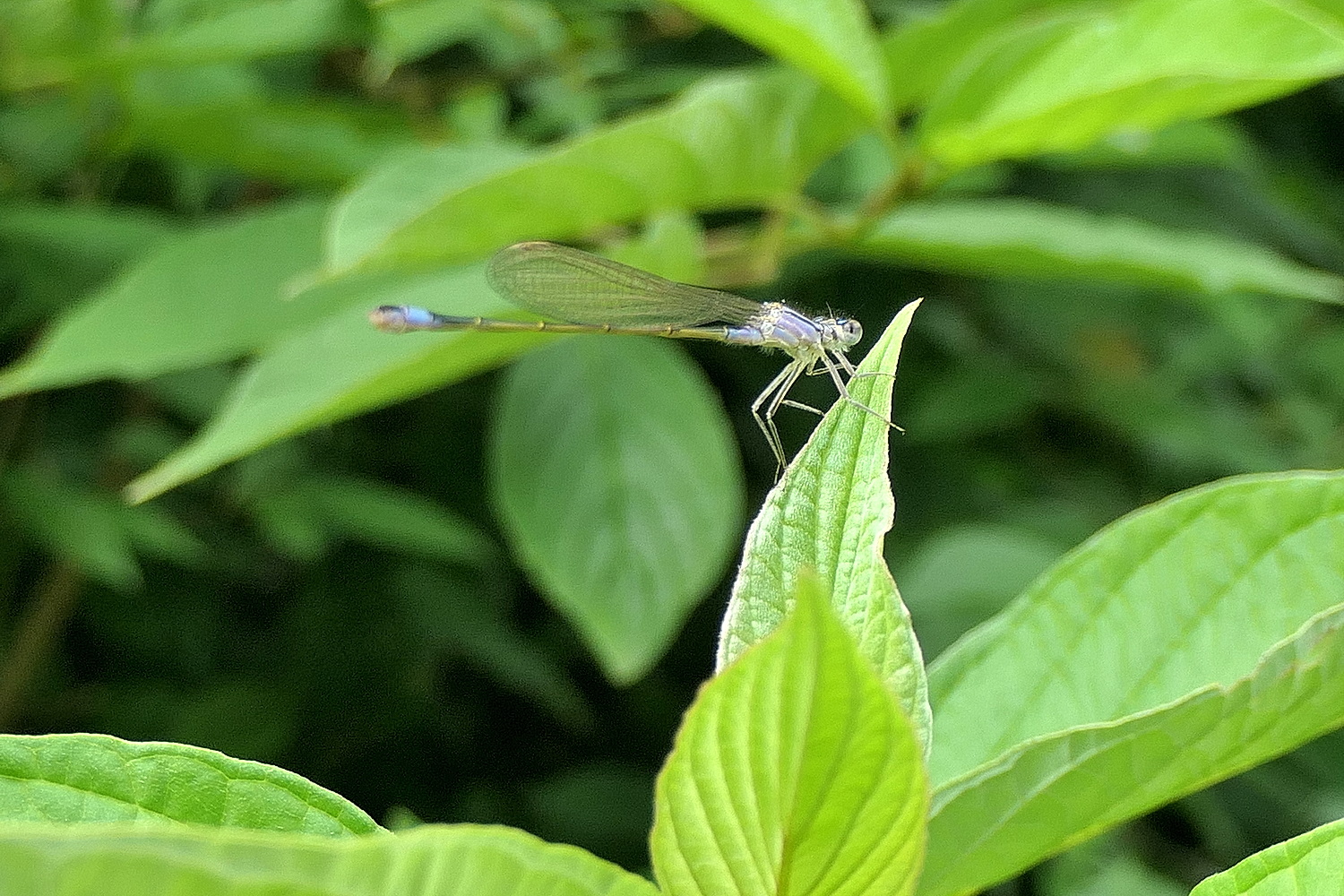 Kleine Pechlibelle