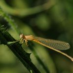 Kleine Pechlibelle frisch geschlüpftes Weibchen