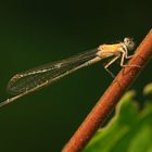 Kleine Pechlibelle frisch geschlüpftes Weibchen