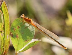 Kleine Pechlibelle frischgeschlüpft