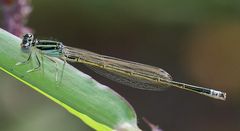 Kleine Pechlibelle (Ischnura pumilio)