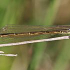 Kleine Pechlibelle (Ischnura pumilio)