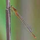 Kleine Pechlibelle (Ischnura pumilio)