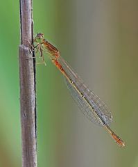 Kleine Pechlibelle (Ischnura pumilio)