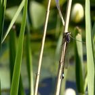 Kleine Pechlibelle (Ischnura pumilio)... 