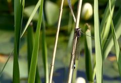 Kleine Pechlibelle (Ischnura pumilio)... 