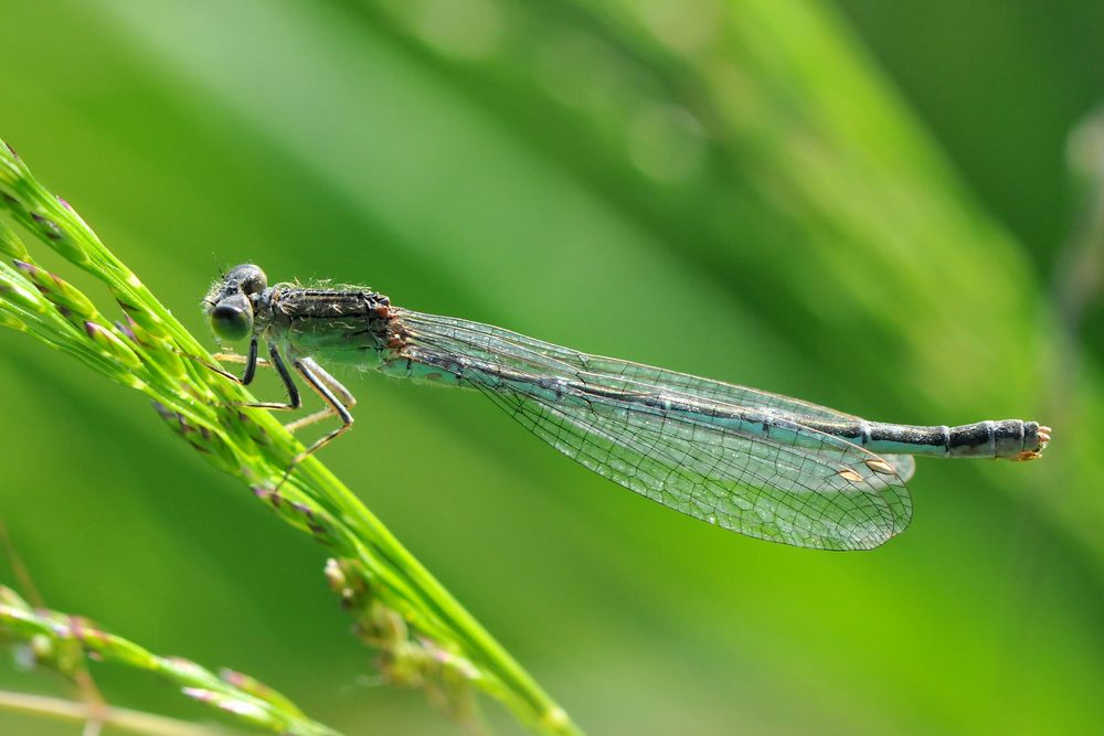 kleine Pechlibelle "Ischnura pumilio" Seniorin Seitenansicht