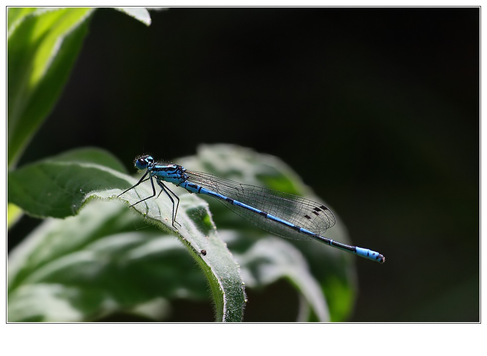 Kleine Pechlibelle oder Azurjungfer ???