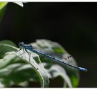 Kleine Pechlibelle oder Azurjungfer ???