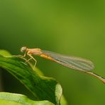 Kleine Pechlibelle. Unausgefärbtes Weibchen.