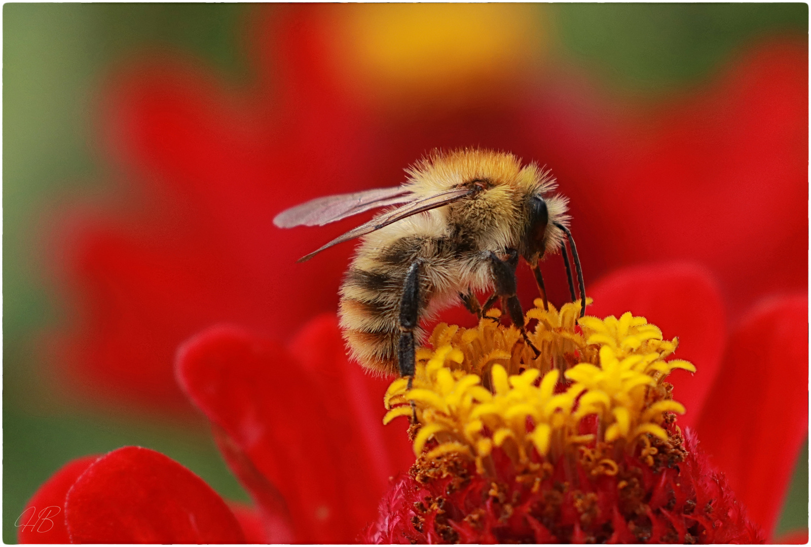 Kleine Pelzträgerin zu Besuch bei den Zinnien