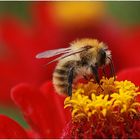 Kleine Pelzträgerin zu Besuch bei den Zinnien