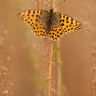 Kleine Perlmutterfalter (Issoria lathonia)