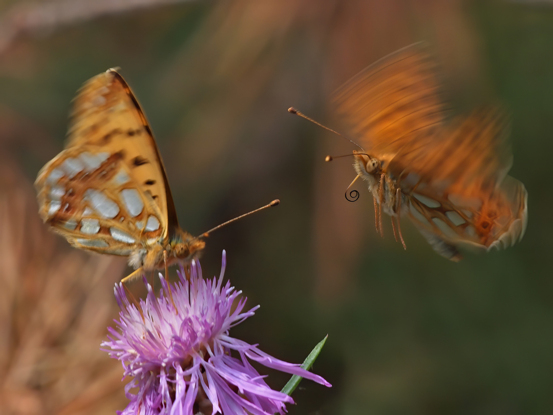 Kleine Perlmuttfalter (Issoria lathonia)