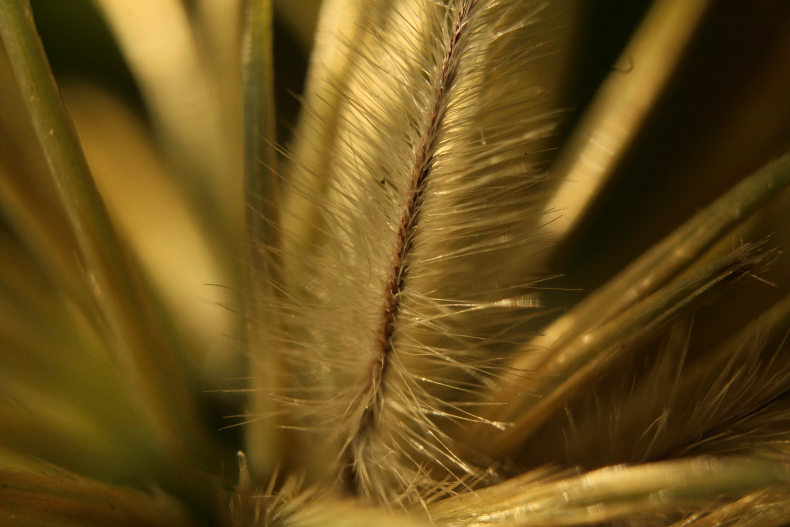 Kleine Pflanze ganz groß (Distel im inneren)