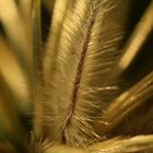 Kleine Pflanze ganz groß (Distel im inneren)