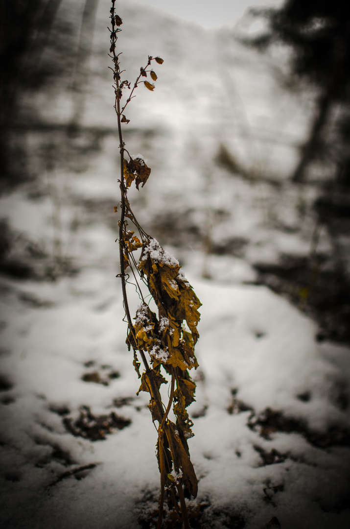 Kleine Pflanze im großen Winterwald