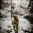 Kleine Pflanze im großen Winterwald