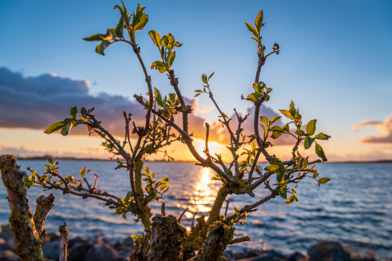 Kleine Pflanze im Sonnenuntergang