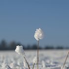 Kleine Pflanzen ganz gross