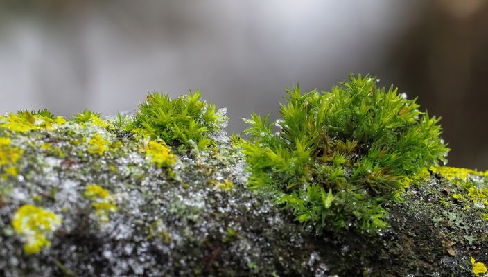 KLEINE PFLANZEN MIT GROSSER BEDEUTUNG
