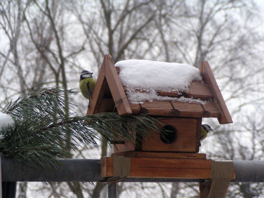 Kleine Piepmätze