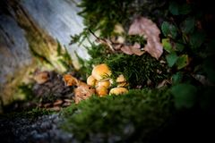 kleine Pilze