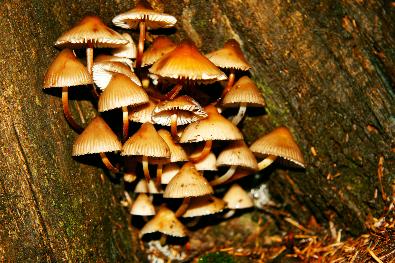 Kleine Pilze an morschem Baumstumpf