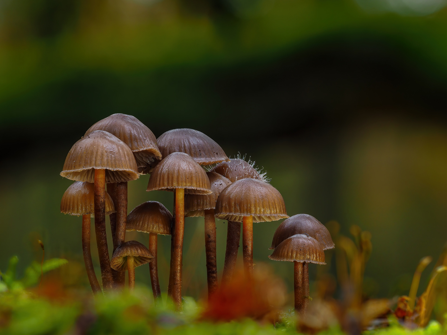 Kleine Pilze auf dem Baumstamm