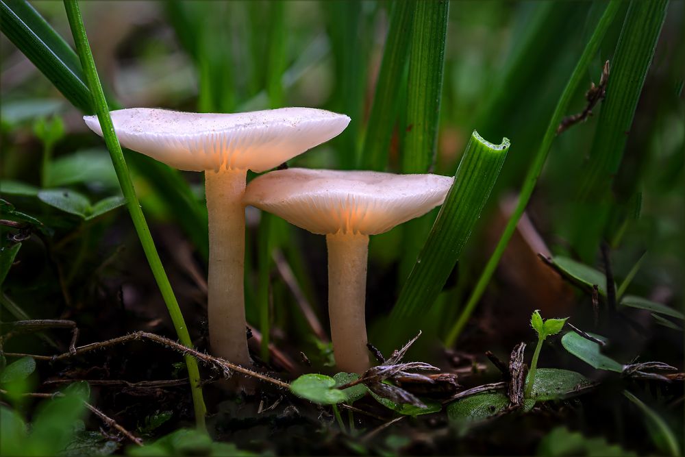 Kleine Pilze auf der Wiese vorm Haus Foto & Bild park, oktober, wiese Bilder auf