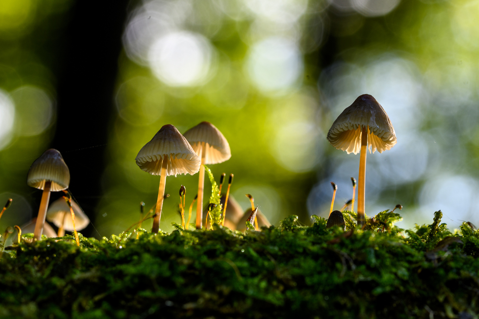 kleine Pilze auf einem Baumstamm im Gegenlicht