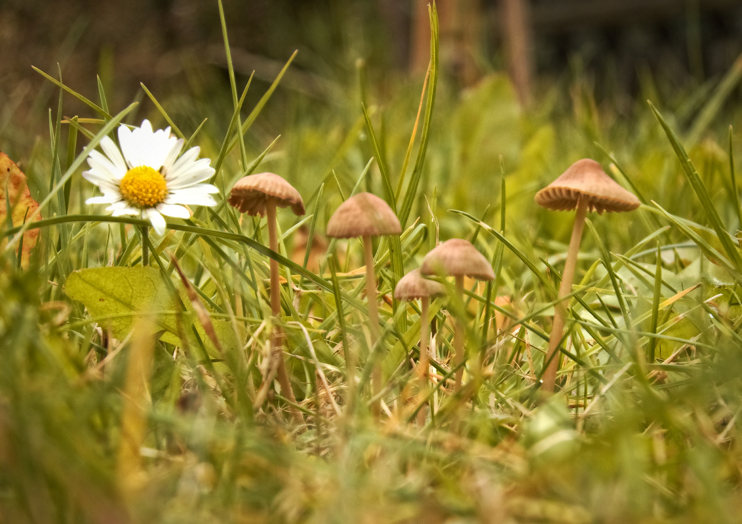 Kleine Pilze