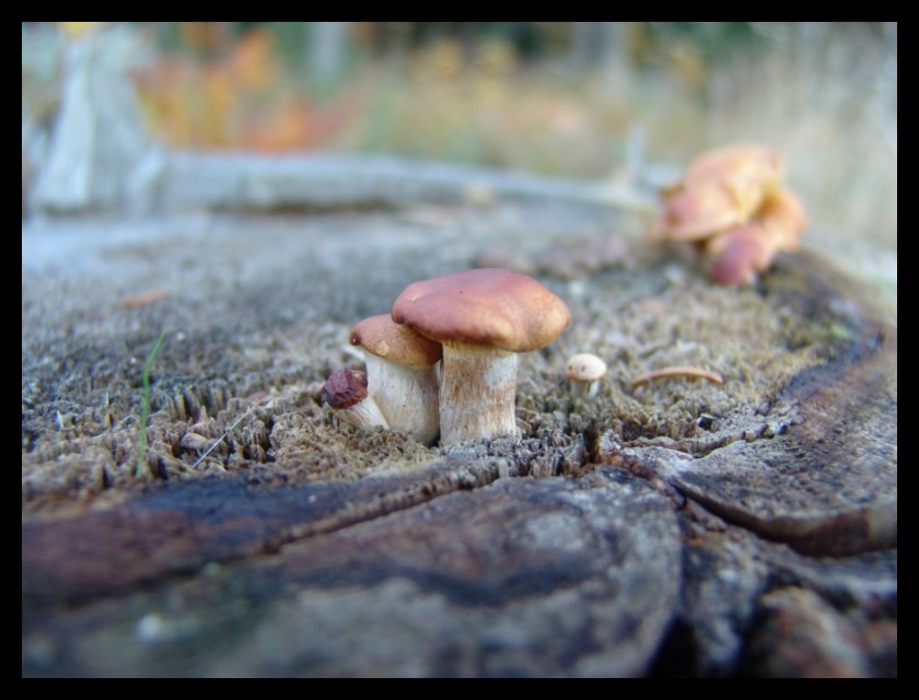kleine Pilze ganz groß