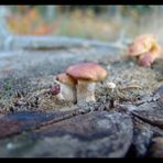 kleine Pilze ganz groß