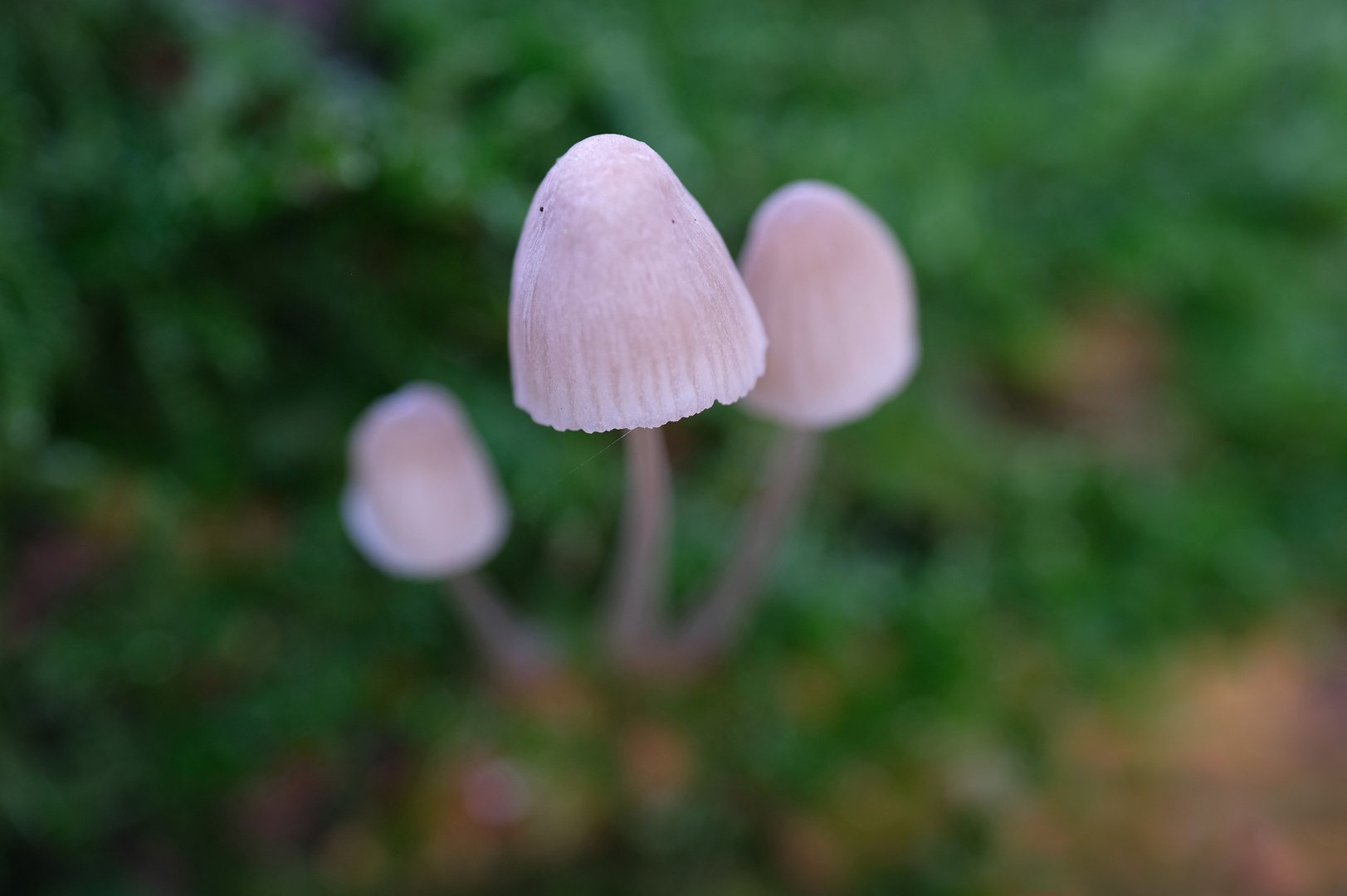 kleine Pilze: Helmling 