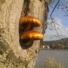 Kleine Pilze im Baum