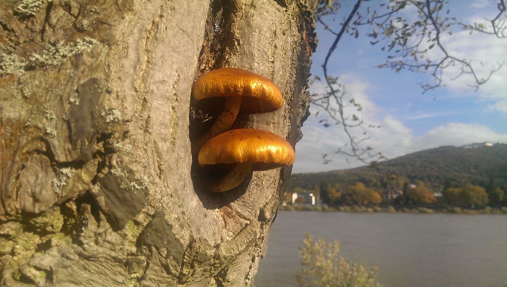 Kleine Pilze im Baum