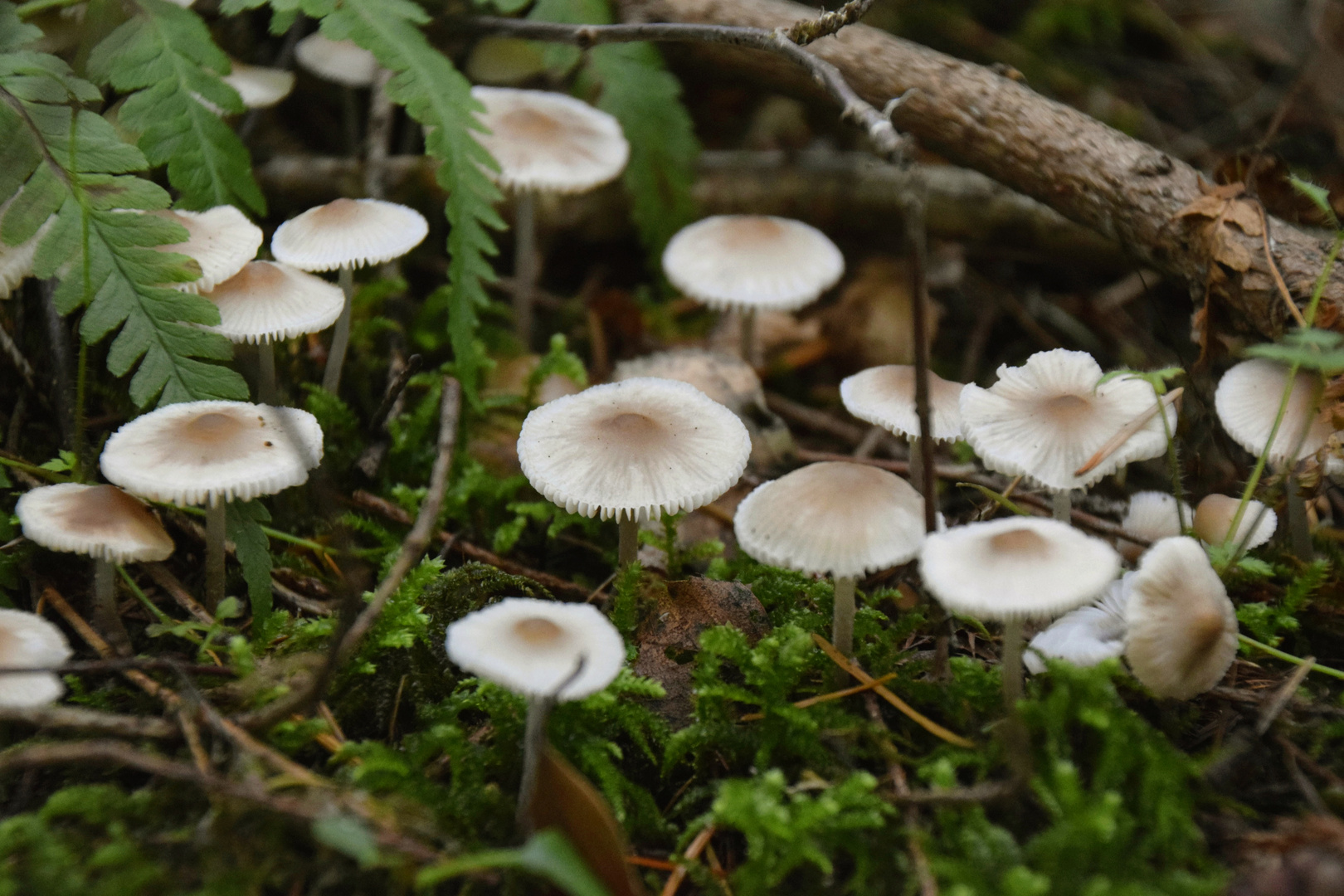 Kleine Pilze im Wald