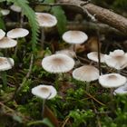 Kleine Pilze im Wald