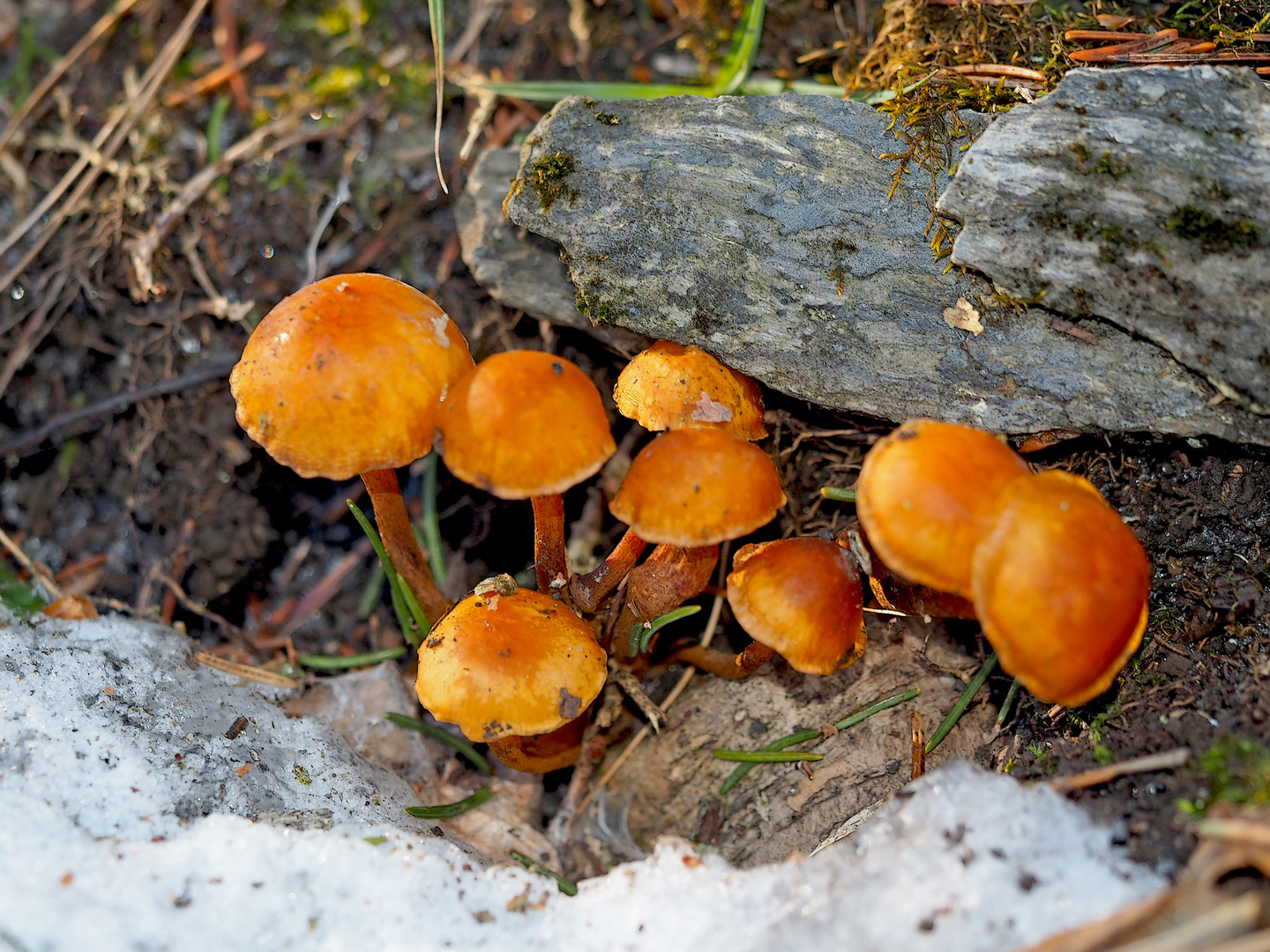 Kleine Pilze im winterlichen Wald ...