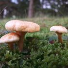 Kleine Pilzfamilie