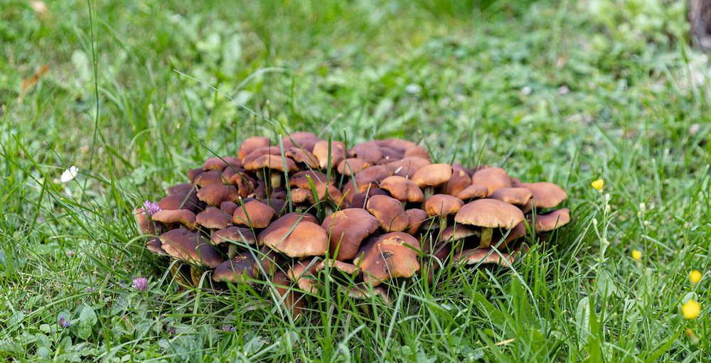 Kleine Pilzfamilie