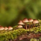 Kleine Pilzfamilie 