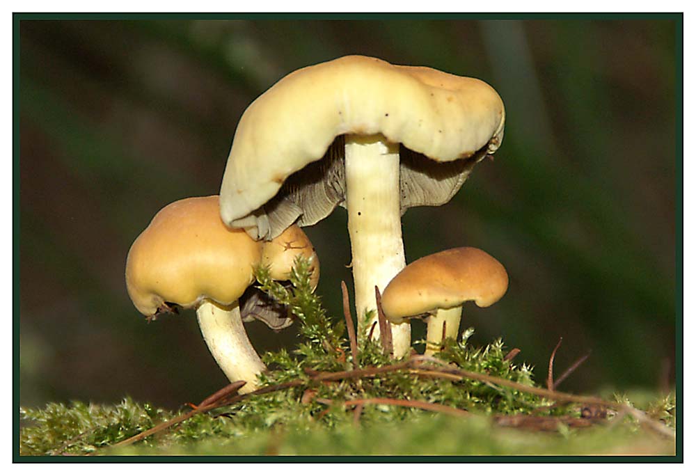 Kleine Pilzfamilie im Rampenlicht