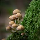 kleine Pilzgruppe auf Moos