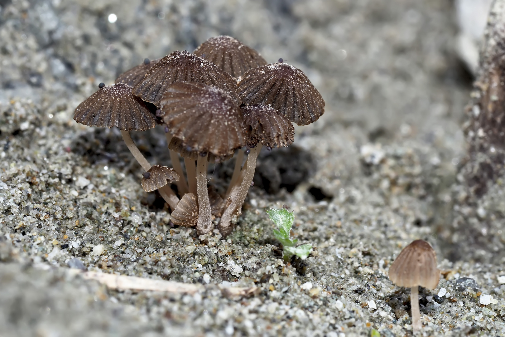 Kleine Pilzgruppe im Sand vom Bergbachbett! - Petit groupe de champignons dans le sable...