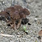 Kleine Pilzgruppe im Sand vom Bergbachbett! - Petit groupe de champignons dans le sable...