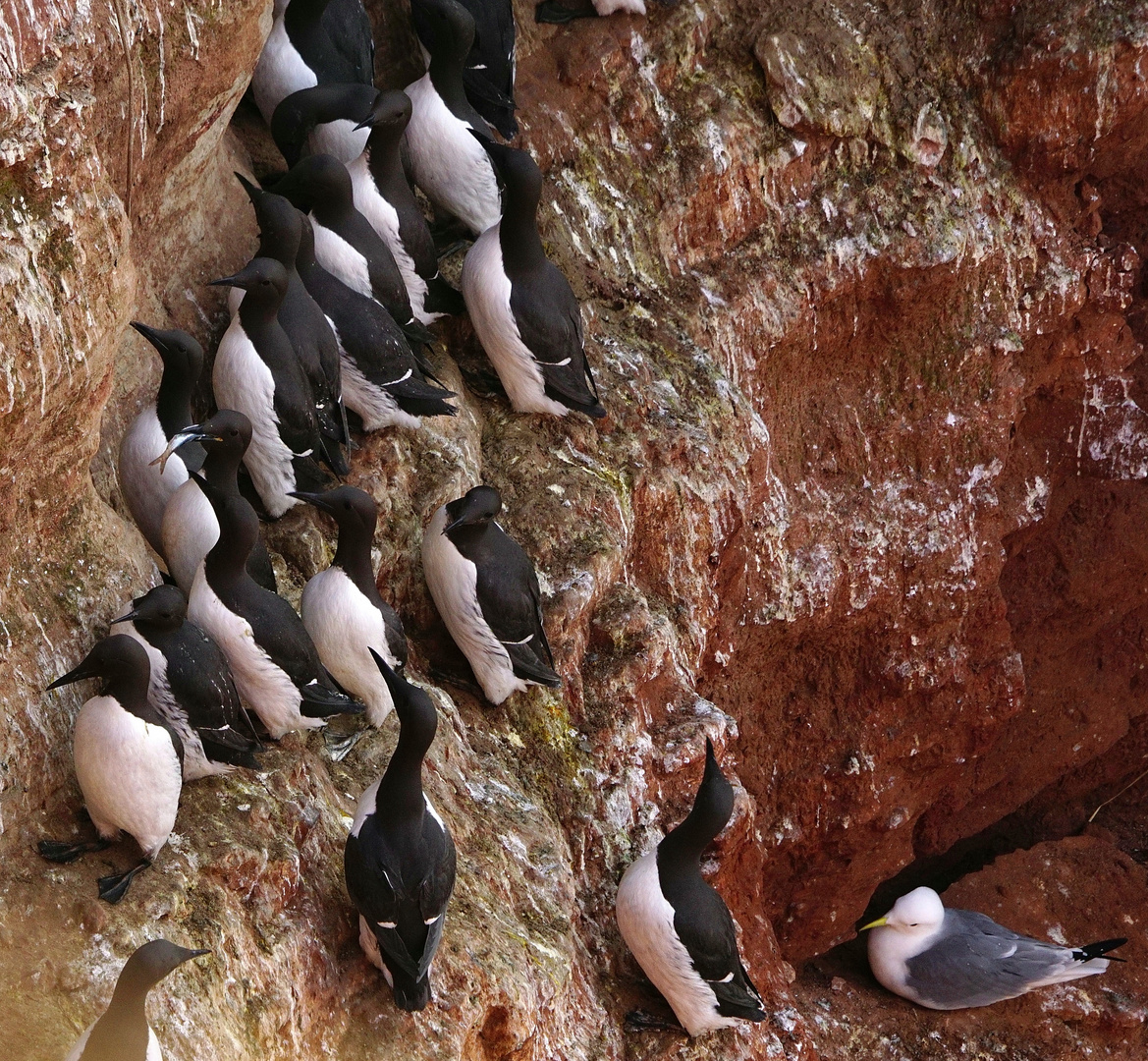 Kleine "Pinguine" mit großem Appetit