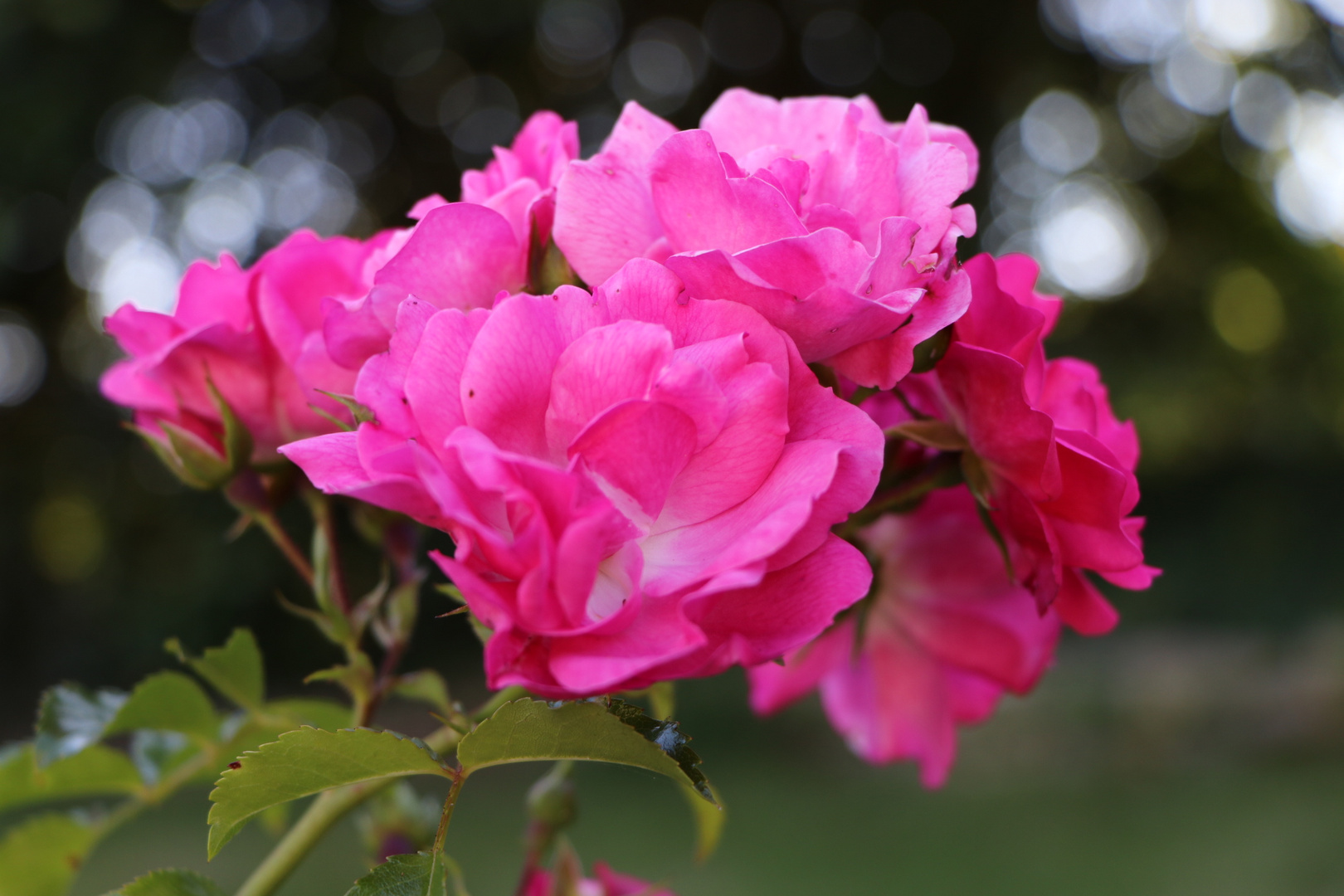 Kleine pinke Rose